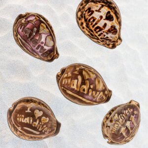 Vintage Carved Cameo Tiger Cowrie Shell, Maldives Souvenir Asia Indian ocean