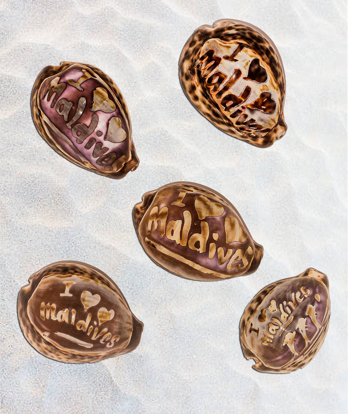 Vintage Carved Cameo Tiger Cowrie Shell, Maldives Souvenir Asia Indian ocean