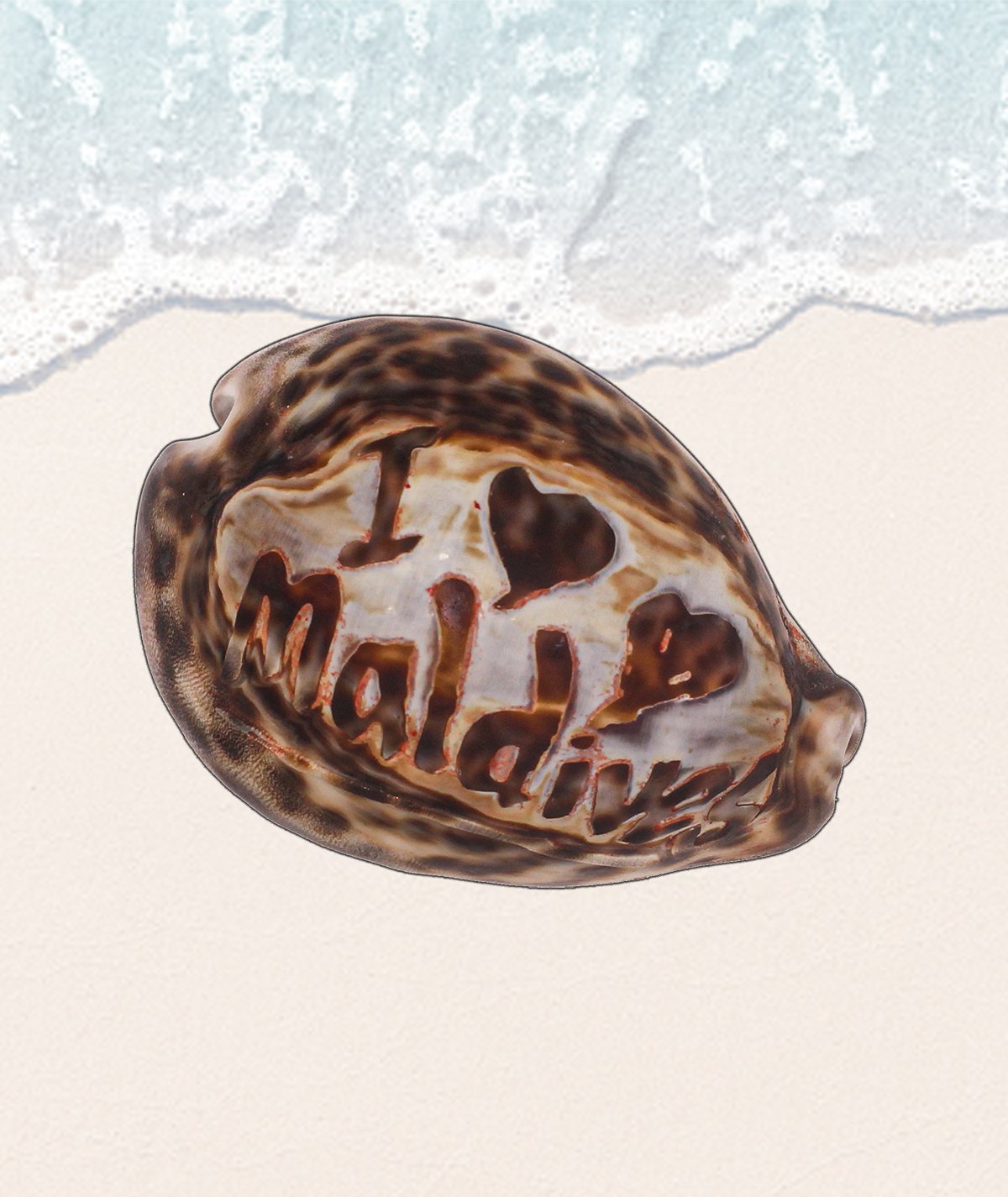 Vintage Carved Cameo Tiger Cowrie Shell, Maldives Souvenir Asia Indian ocean - Image 3