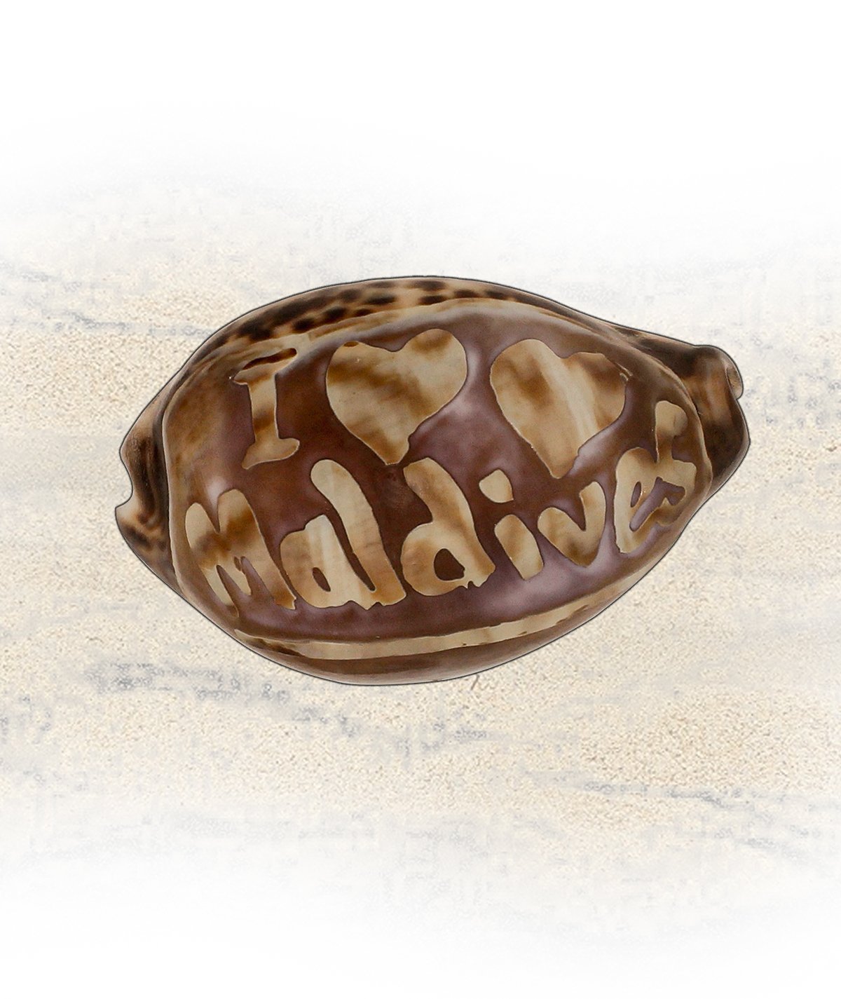 Vintage Carved Cameo Tiger Cowrie Shell, Maldives Souvenir Asia Indian ocean - Image 5