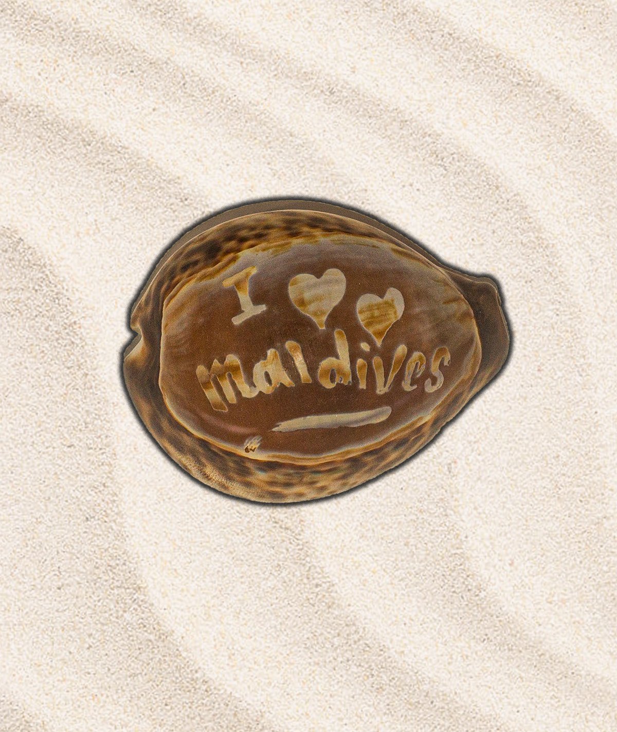 Vintage Carved Cameo Tiger Cowrie Shell, Maldives Souvenir Asia Indian ocean - Image 6