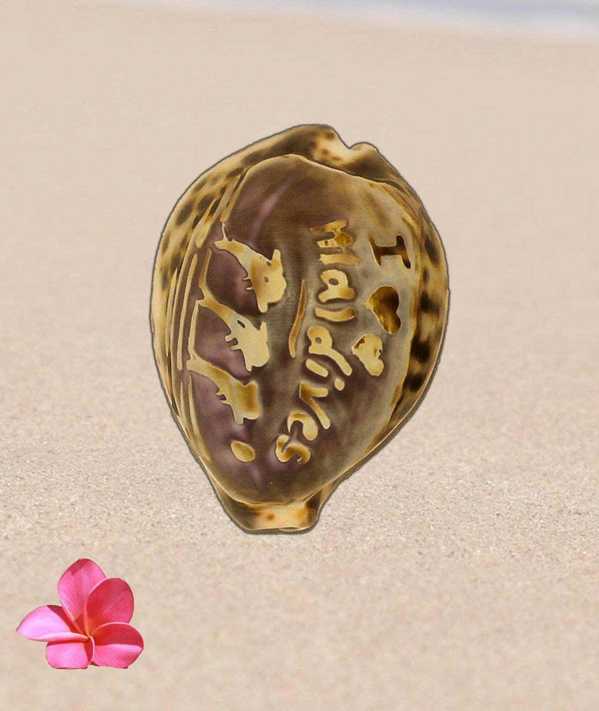 Vintage Carved Cameo Tiger Cowrie Shell, Maldives Souvenir Asia Indian ocean - Image 7