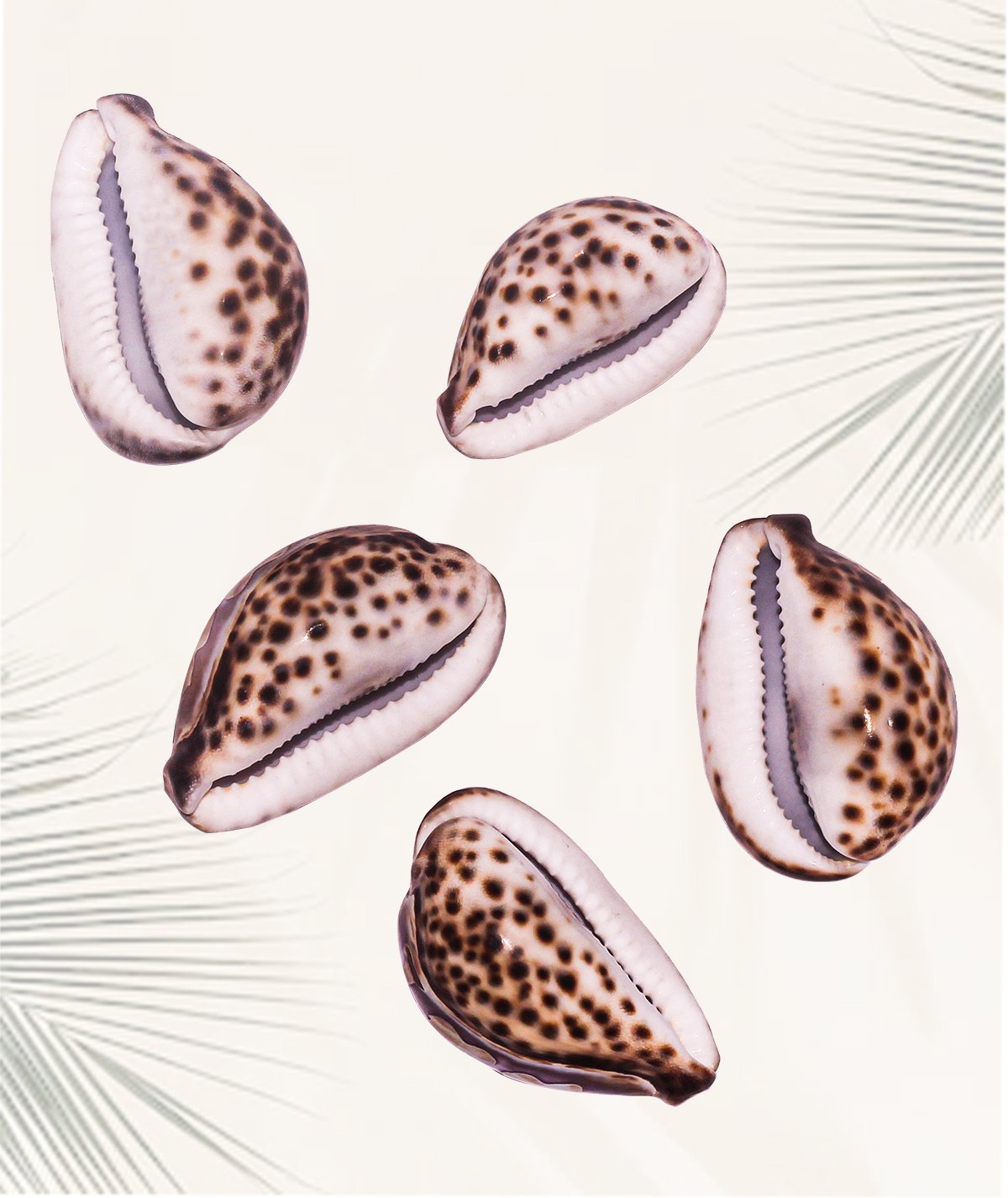 Vintage Carved Cameo Tiger Cowrie Shell, Maldives Souvenir Asia Indian ocean - Image 8